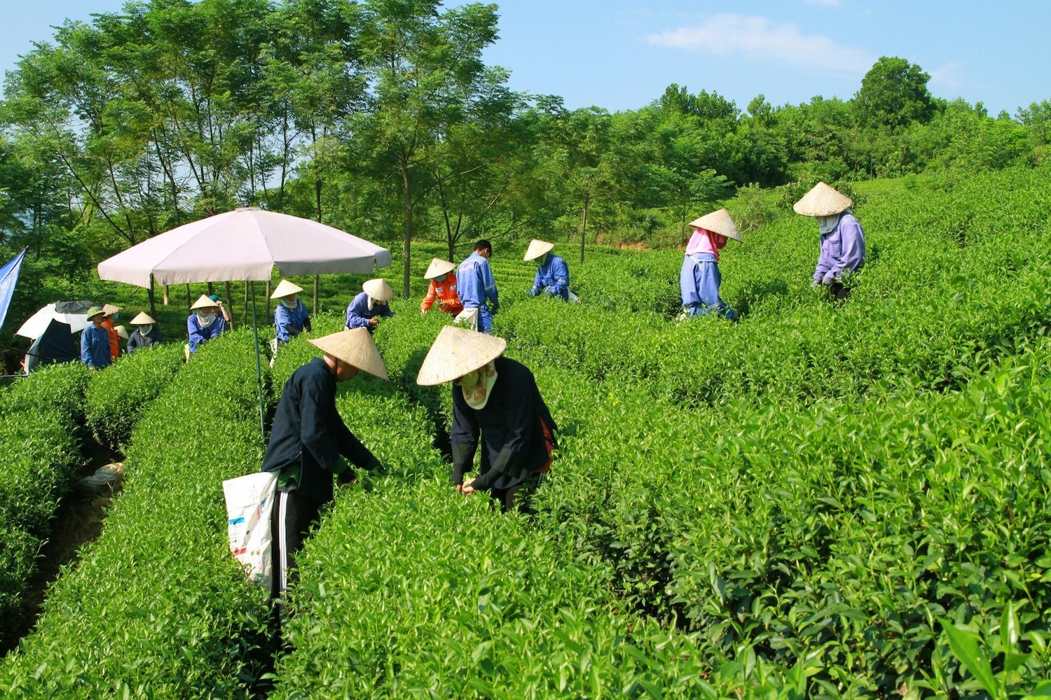 cac-so-san-xuat-cua-masan-gop-phan-tao-ra-cong-an-viec-lam-giup-cai-thien-doi-song-cua-nguoi-dan-dia-phuong-1688038498.jpg