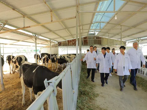 Tập đoàn TH bàn giao bò sữa HF thuần chủng cho nông dân Lâm Đồng
