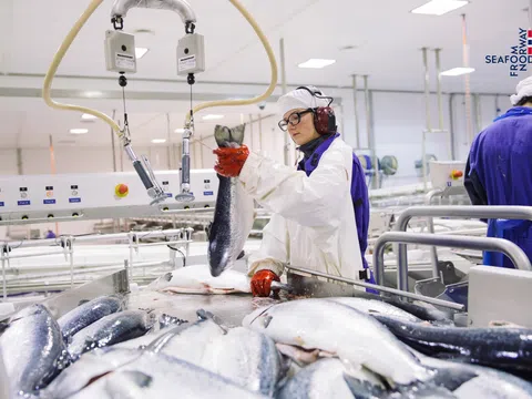 Hiệp định Thương mại Tự do Việt Nam – EFTA đàm phán thành công, mở đường cho tăng trưởng hải sản Na Uy mạnh mẽ hơn