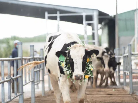 Nâng chuẩn chất lượng sữa tươi Việt, NutiFood nhập 3300 cô bò sữa Holstein Friesian thuần chủng từ Mỹ để tăng đàn
