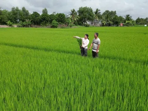 Hiệu quả sử dụng phân bón Đầu Trâu Bio - Canxi trong xử lý rơm rạ