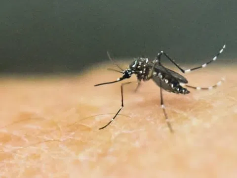 Phát hiện vi khuẩn có thể diệt muỗi mang mầm bệnh sốt xuất huyết
