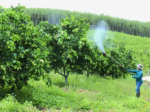 Trang trại Khe Mương: Thành công từ trồng cây ăn quả theo tiêu chuẩn hữu cơ