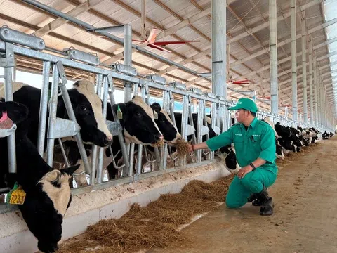 Đàn bò sữa 1000 con được Vinamilk nhập khẩu cho trang trại tại Lào