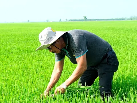 Doanh nhân Lê Quốc Phong - Chủ tịch công ty lội ruộng, đến với ngành nông nghiệp bằng cả trái tim và lý trí