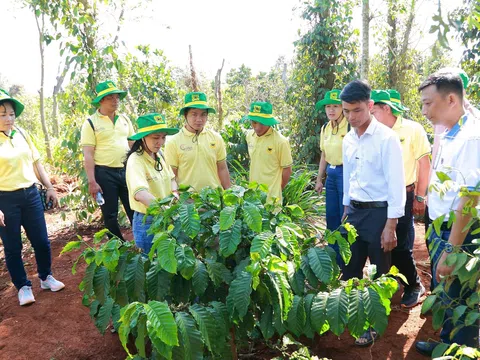 Khai phá tiềm năng cà phê Việt: Hành trình mới cùng Canh tác cà phê thông minh