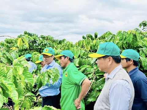 Tại sao cần canh tác cà phê thông minh ?