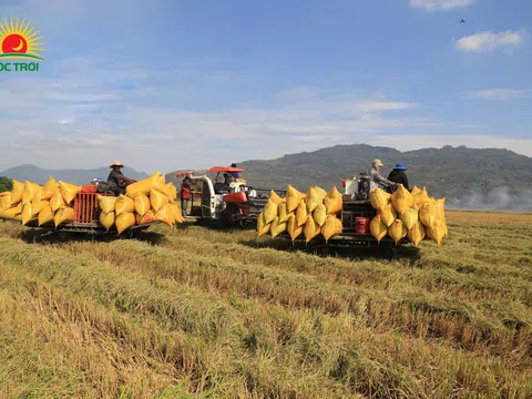Trúng thầu xuất khẩu 100.000 tấn gạo giá 55 triệu USD, Lộc Trời ổn định liên kết sản xuất lúa gạo với bà con nông dân