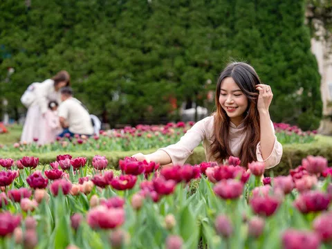 Thưởng ngoạn hàng nghìn bông tulip quý hiếm trên đỉnh Bà Nà dịp Tết Nguyên đán