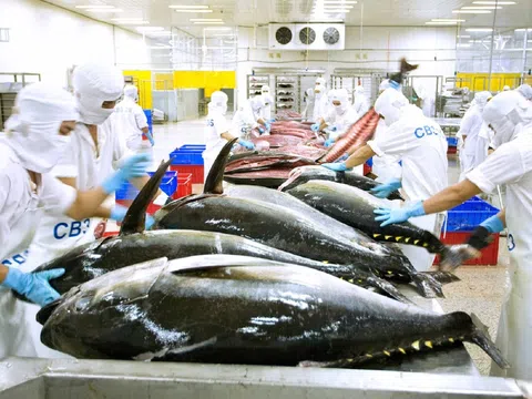 Xuất khẩu thủy sản Việt Nam 2025: Mục tiêu 9 – 9,2 tỷ USD giữa “làn sóng” thuế mới từ Mỹ