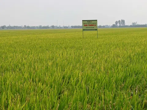 Bộ Nông nghiệp Philippines điều chỉnh tiêu chuẩn tính thuế trong cơ chế thuế nhập khẩu gạo “linh hoạt”