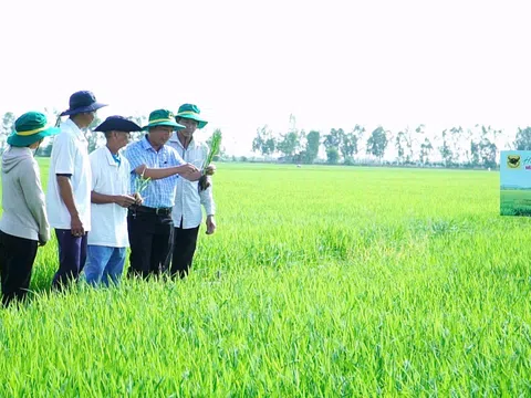 Chuyện người nông dân ‘đánh thức’ vùng đất phèn