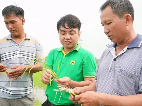 Khi đất được ‘hồi sinh’ thì cây lúa tự khắc khỏe mạnh