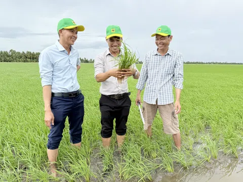 Đổi mới tư duy trên vùng đất phèn để tăng hiệu quả trồng lúa
