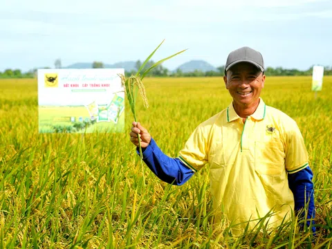 Nâng pH đất phèn: Chìa khóa hạ giá thành lúa hè thu ở Tứ giác Long Xuyên