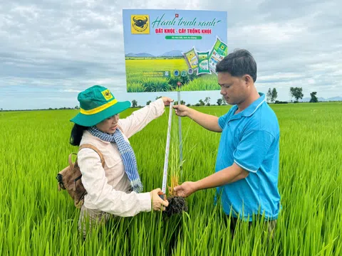 Cải tạo đất đầu vụ, chủ động hạn chế ngộ độc phèn cho lúa