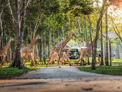 Nắm giữ “kỷ lục kép” thế giới - Vinpearl Safari Phú Quốc “khủng” cỡ nào?