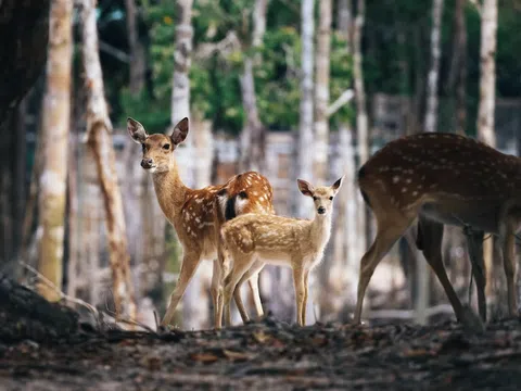 Từ hơn 4.000 cá thể đến mạng lưới bảo tồn quốc tế: Vinpearl Safari đã đi xa đến đâu sau hơn một thập kỷ?
