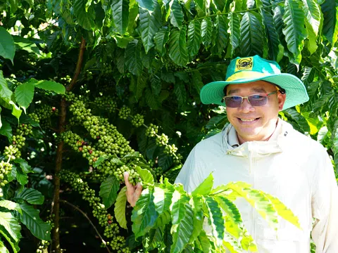 Canh tác cà phê thông minh tại Đắk Hà: Cây khoẻ, giữ quả tốt, giảm phát thải