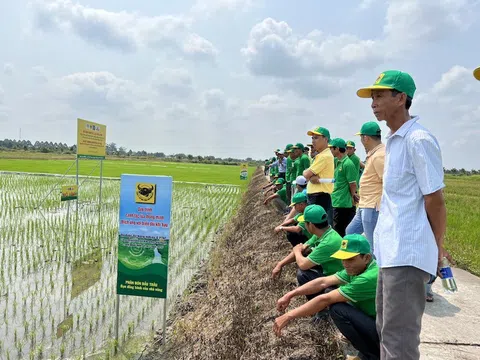 Chương trình Canh tác lúa thông minh của Bình Điền được Bộ Nông nghiệp và PTNT đưa vào đề án 1 triệu ha chuyên canh lúa chất lượng cao gắn với tăng trưởng xanh tại Đồng bằng sông Cửu Long