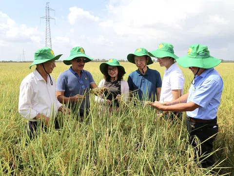 Phân bón NPK hữu cơ thế hệ mới mang lại hiệu quả cao trên cây lúa
