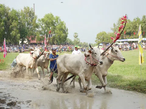 Công ty CP Phân bón Bình Điền đồng hành cùng “Hội đua bò Bảy Núi” tỉnh An Giang