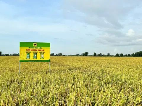 Giải mã cặp đôi “Bio và Canxi” – chìa khóa cho canh tác lúa bền vững ở ĐBSCL
