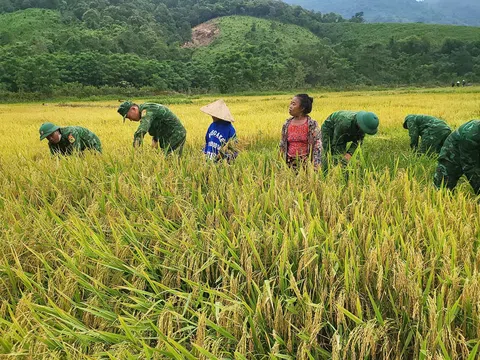  Quảng Bình: Bộ đội Biên phòng giúp nhân dân vùng cao thu hoạch vụ lúa Đông Xuân năm 2025