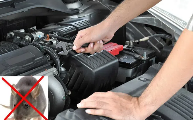 'Chiêu độc' giúp bảo vệ hệ thống dây điện trên ô tô không bị chuột cắn
