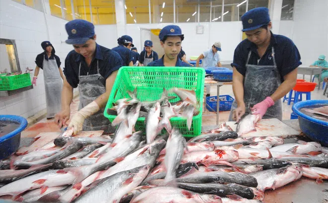 Xuất khẩu cá tra giảm tháng thứ năm liên tiếp