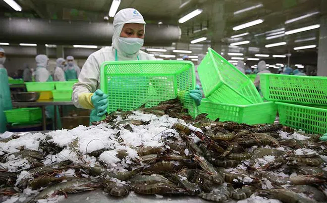 Trung Quốc giảm nhập khẩu tôm