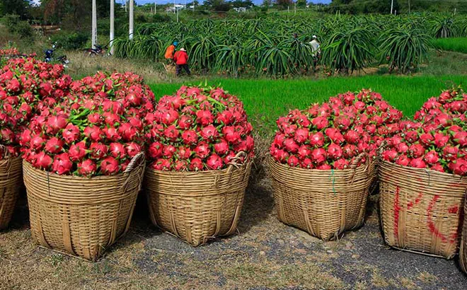 Thúc đẩy giao thương nông sản Việt Nam - Trung Quốc