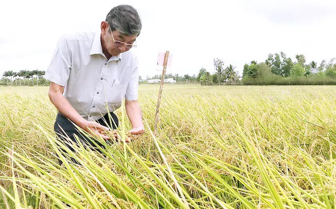 'Cha đẻ' gạo ST25: Tôi đã buông bỏ được việc khó nhất