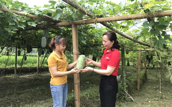 Vải thiều Bắc Giang, bí xanh Bắc Kạn được thúc đẩy tiêu thụ tại hệ thống bán lẻ lớn