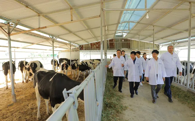 Tập đoàn TH bàn giao bò sữa HF thuần chủng cho nông dân Lâm Đồng