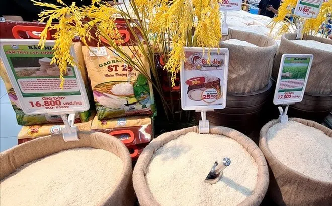 Ngành gạo Việt Nam cần tận dụng tốt các cơ hội thị trường để nâng cao năng lực chuỗi cung ứng