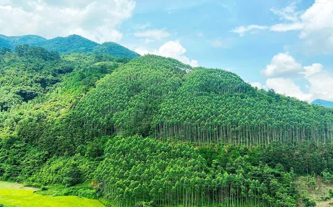 Thúc đẩy thị trường carbon tại Việt Nam phát triển minh bạch và hiệu quả