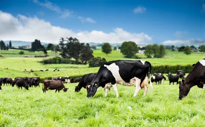 Nutifood bắt tay chiến lược với công ty sữa được sở hữu bởi 10.000 nông dân New Zealand - Fonterra