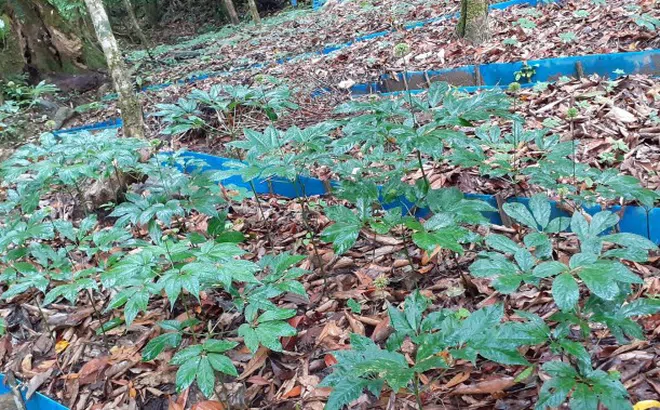 NutiFood sở hữu trang trại sâm Ngọc Linh lớn nhất Quảng Nam thông qua việc đầu tư vào Quasapharco