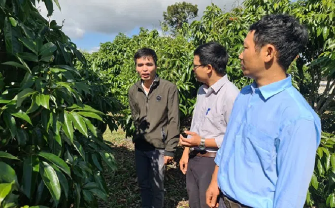 Một ông nông dân Đắk Lắk thu 2,7 tỷ nhờ trồng 3 cây trong 1 vườn, đó là những cây gì?
