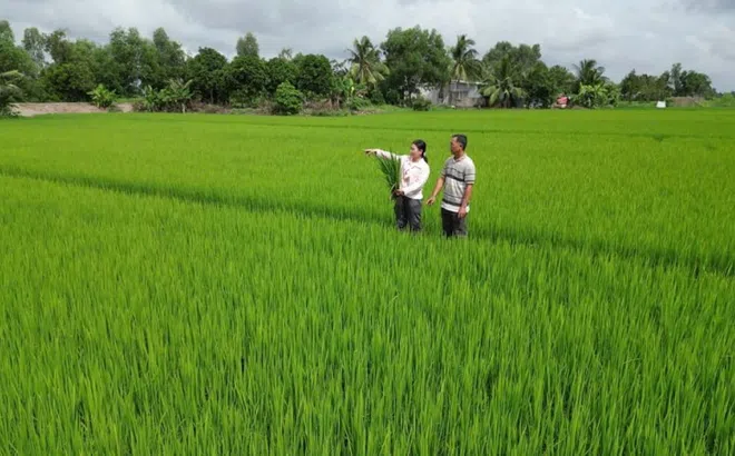 Hiệu quả sử dụng phân bón Đầu Trâu Bio - Canxi trong xử lý rơm rạ