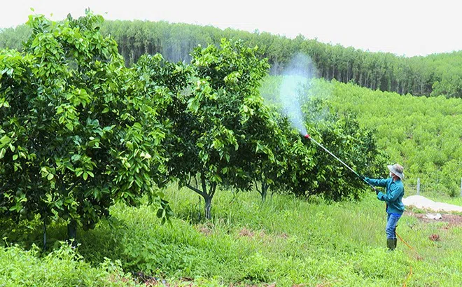 Trang trại Khe Mương: Thành công từ trồng cây ăn quả theo tiêu chuẩn hữu cơ