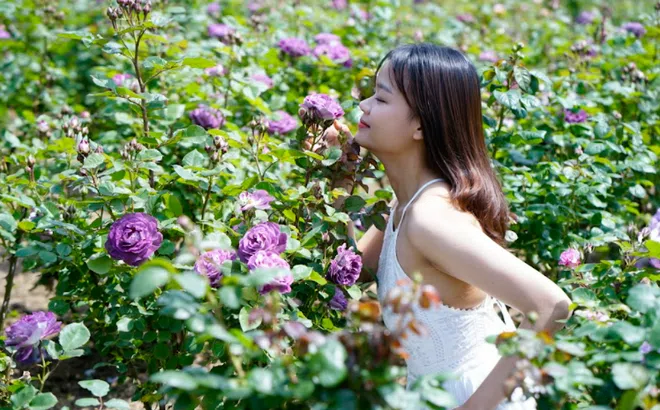 Lễ hội hoa hồng lớn nhất Tây Bắc sắp diễn ra tại Sun World Fansipan Legend 