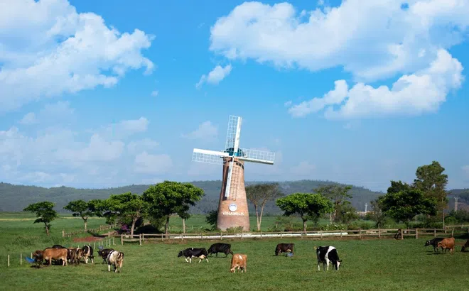 Cụm Trang trại bò sữa Vinamilk Đà Lạt được vinh danh tại giải thưởng môi trường