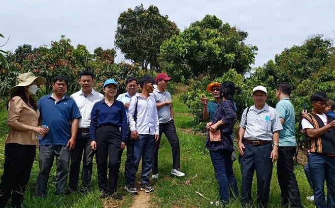 Tham gia hoạt động thực tiễn và quảng báo kiến thức phục vụ sản xuất cho cộng đồng