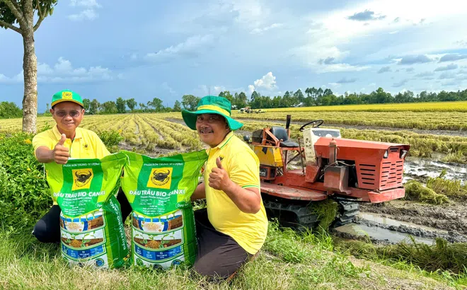 Đầu Trâu Bio-Canxi: Một giải pháp phân bón mới cho canh tác lúa gạo bền vững và giảm phát thải
