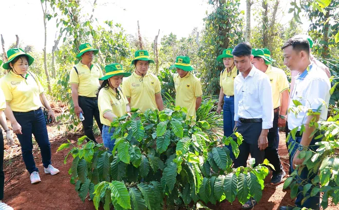 Khai phá tiềm năng cà phê Việt: Hành trình mới cùng Canh tác cà phê thông minh