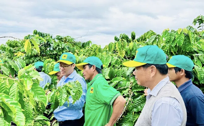 Tại sao cần canh tác cà phê thông minh ?