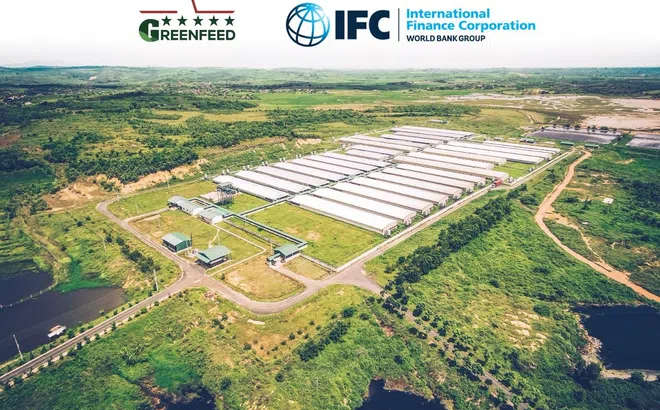 IFC rót 1.000 tỷ đồng vào GreenFeed để mở rộng hoạt động chăn nuôi và sản xuất thịt heo
