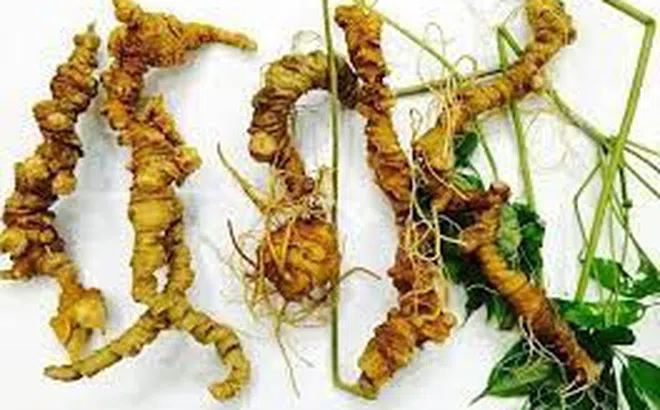 Sâm Ngọc Linh Kon Tum được trao chứng nhận nhãn hiệu